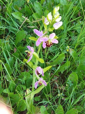 photo of Bee Orchid