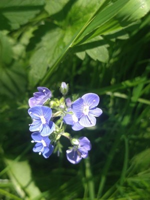 photo of Germander Speedwell