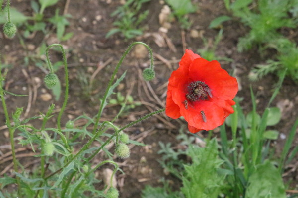 photo of Common Poppy