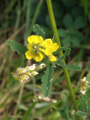 photo of Ribbed Melilot