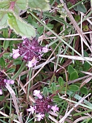 photo of Wild Thyme