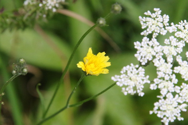 photo of Smooth Hawk's Beard
