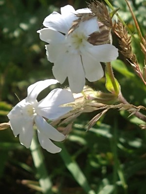 photo of White Campion