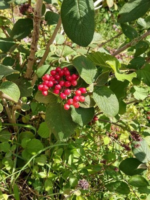 photo of Wayfaring Tree