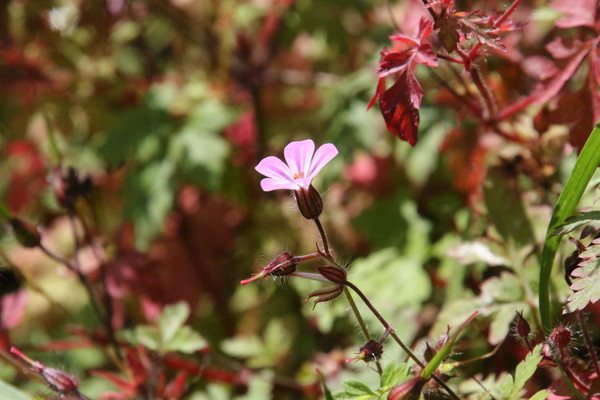 photo of Herb Robert