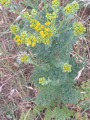 photo of Ragwort