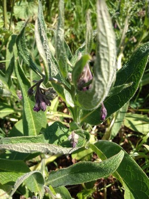 photo of Common Comfrey