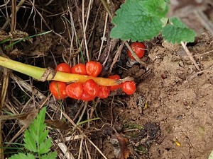 photo of Italian Arum