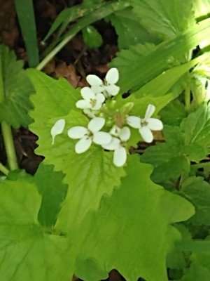 photo of Garlic Mustard