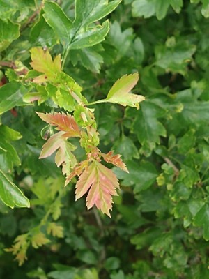 photo of Hawthorn