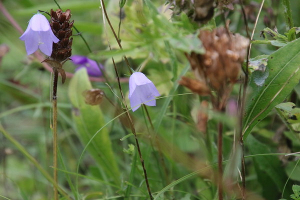 photo of Harebell