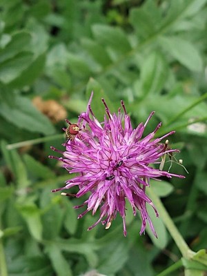 photo of Greater Knapweed