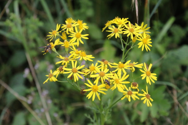 photo of Hoary Ragwort