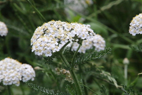 photo of Yarrow