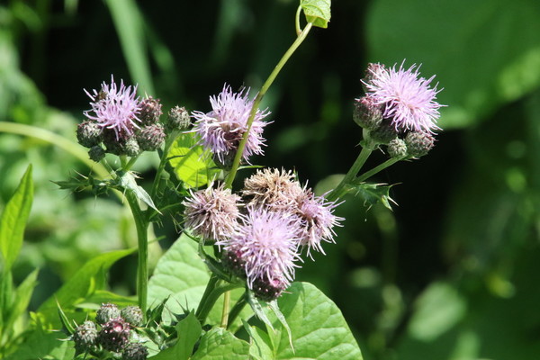 photo of Creeping Thistle