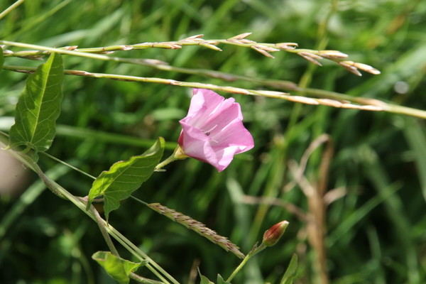 photo of Field Bindweed