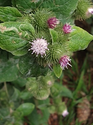 photo of Lesser Burdock