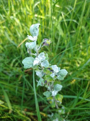 photo of White Poplar