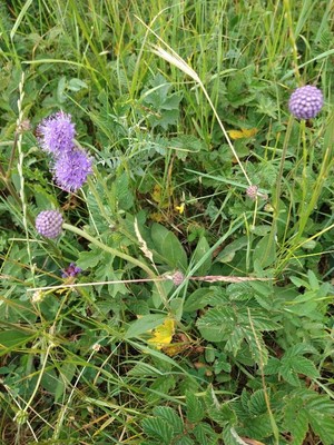 photo of Devil's Bit Scabious