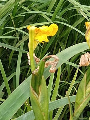 photo of Yellow Iris