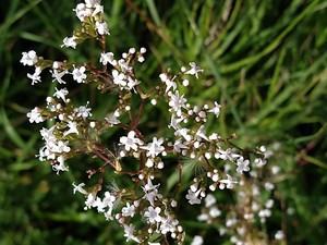 photo of Common Valerian