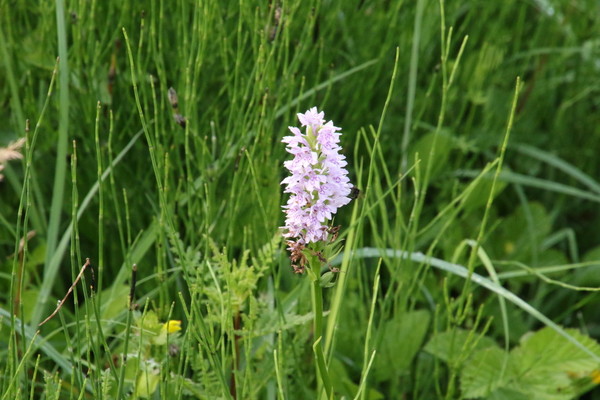 photo of Common Spotted Orchid