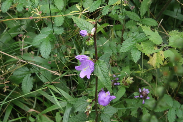 photo of Nettle Leaved Bellflower