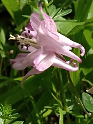 photo of Columbine