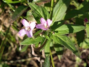 photo of Hoary Willowherb