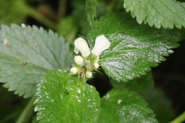 photo of White Dead Nettle