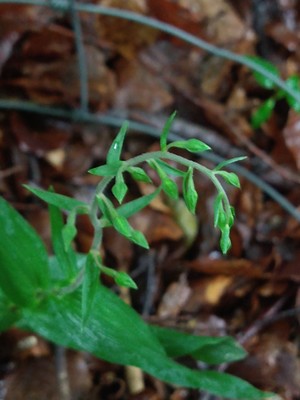 photo of Narrow Lipped Helleborine