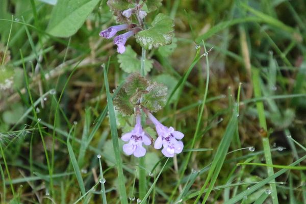 photo of Ground Ivy