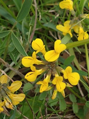photo of Horseshoe Vetch