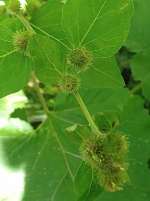 photo of Lesser Burdock