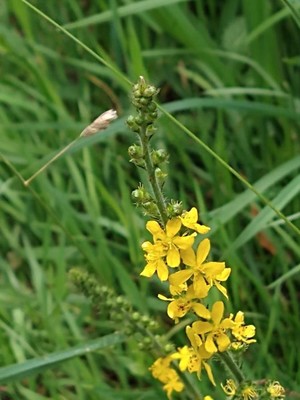 photo of Agrimony