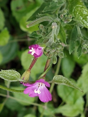 photo of Great Willowherb