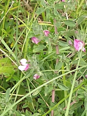 photo of Spiny Restharrow