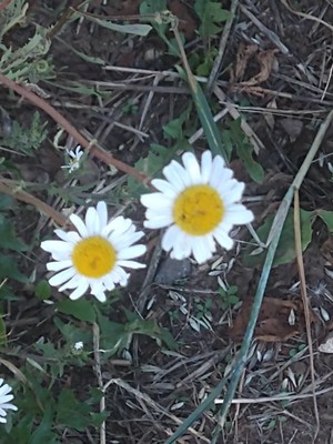photo of Oxeye Daisy