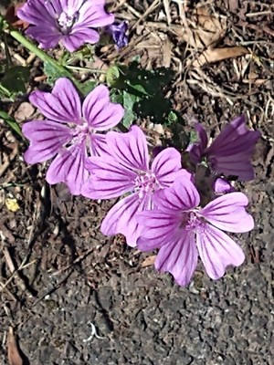 photo of Common Mallow