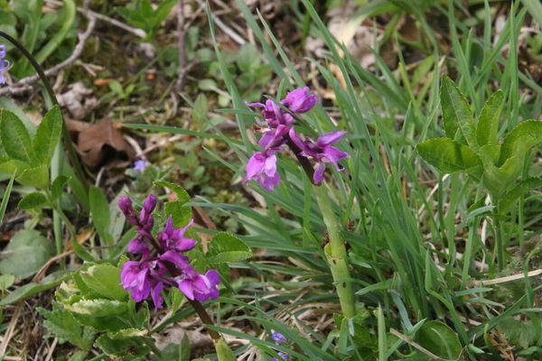 photo of Early Purple Orchid