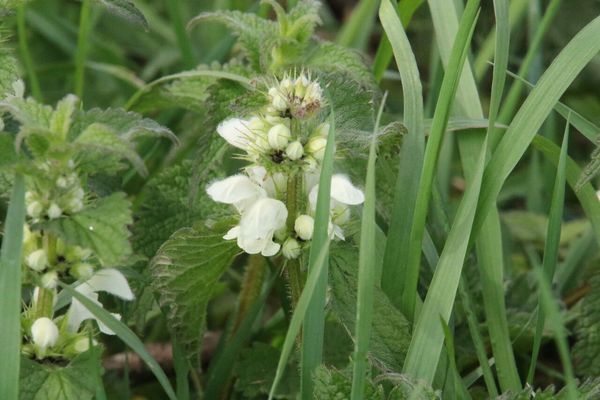 photo of White Dead Nettle