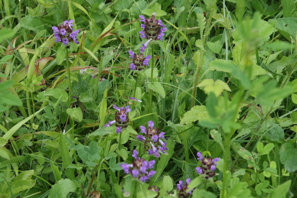 photo of Selfheal
