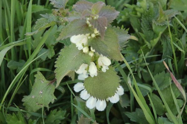 photo of White Dead Nettle