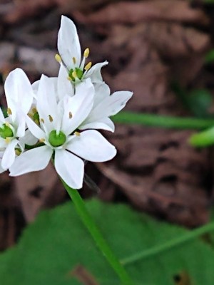 photo of Hairy Garlic