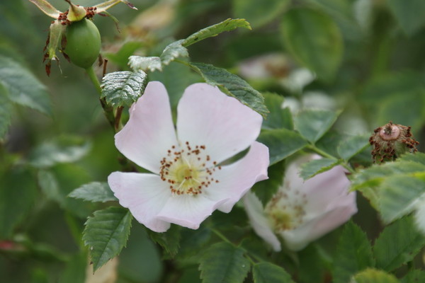photo of Common Dog Rose