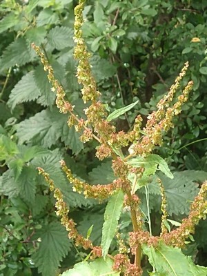 photo of Broad Leaved Dock