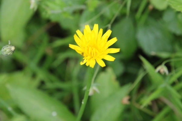 photo of Smooth Hawk's Beard
