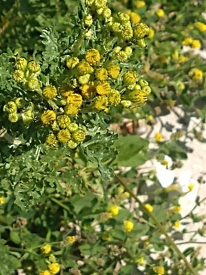 photo of Ragwort