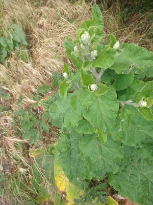 photo of Lesser Burdock