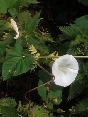photo of Hedge Bindweed